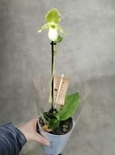 Пафиопедилум гибрид орхидея O526 купить в Москве