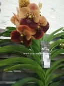Орхидея Ванда оранжево- бордовая подвесная О80 купить в Москве