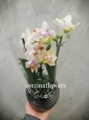 Фаленопсис подарочный 3 цв в кашпо титаниум орхтдея KM529 купить в Москве