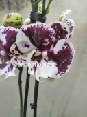 Фаленопсис биг лип Шоколад орхидея О385 купить в Москве