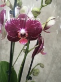 Фаленопсис Кои орхидея О392 купить в Москве