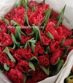 50 шт красных тюльпанов Дабл Твист срезка SR278 купить в Москве