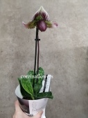 Пафиопедилум гибрид орхидея O225 купить в Москве