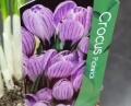 Крокус весенний луковицы Крокус весенний луковицы