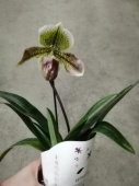 Пафиопедилум гибрид орхидея O758 купить в Москве