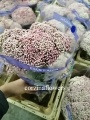 Озотамнус (Рисовый цветок) срезка купить в Москве
