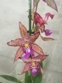 Камбрия гибрид тайгер По орхидея О267 купить в Москве