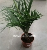 Хризалидокарпус Маскарена 70-90см пальма KR2226 купить в Москве
