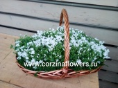 Большая корзина кампанул 55-60 см, растение невеста KM79 купить в Москве