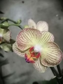 Фаленопсис Имола орхидея О800 купить в Москве