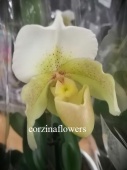 Пафиопедилум Рози доун орхидея O333 купить в Москве