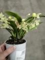 Променея орхидея купить в Москве
