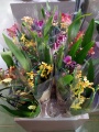 Орхидея Камбрия в горшке купить в Москве