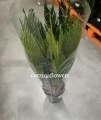 Саговая пальма Цикас KR1692 купить в Москве