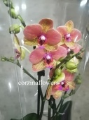 Фаленопсис Мария Тереза орхидея О318 купить в Москве