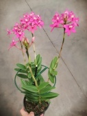 Эпидендрум укореняющийся розовый орхидея О725 купить в Москве