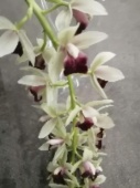 Орхидея Цимбидиум Каскад кремово-бордовый подвесной О883 купить в Москве