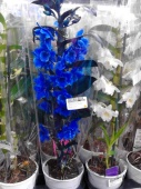 Орхидея дендробиум синий культивар О491 купить в Москве