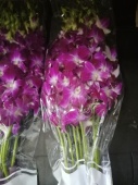 Дендробиум темно-розовый срезка орхидея SR761 купить в Москве