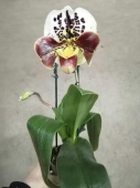 Пафиопедилум крупноцветковый гибрид орхидея O816 купить в Москве