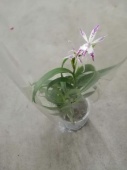 Эпидендрум Криниферум орхидея О527 купить в Москве