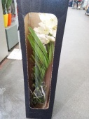 Ванда белая в вазе и коробке орхидея KM687 купить в Москве