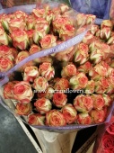 Букет кустовых кремово-кораловых роз SR191 купить в Москве