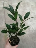 Лавр 1 растение в горшке KR2338 купить в Москве