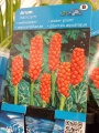 Аронник растения для водоема купить в Москве