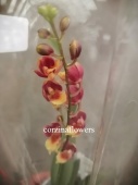 Ховеара Лава красно-желтая орхидея О271 купить в Москве
