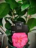 Камелия розовая Роза в горшке DZ538 купить в Москве