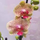 Фаленопсис Фэнси Фреклз (Майя) орхидея О177 купить в Москве