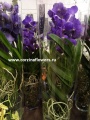Орхидея Ванда купить в Москве