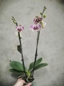 Фаленопсис Клеопатра орхидея О583 купить в Москве