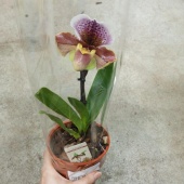 Орхидея Пафиопедилум Американский O159 купить в Москве