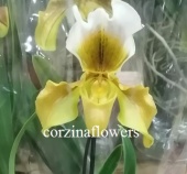Пафиопедилум гибрид 230 орхидея O230 купить в Москве
