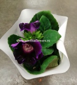 Глоксиния фиолетовая растение DZ307 купить в Москве