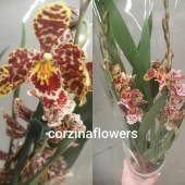Камбрия орхидея О247 купить в Москве