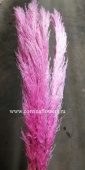 Кортадерия розовая сухоцвет для декора Suh9 купить в Москве
