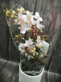 Фаленопсис Вайлд Тайгер в кашпо орхидея KM592 купить в Москве