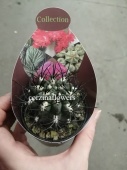 Неопортерия Пауцикостата кактус KR1687 купить в Москве