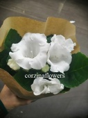 Глоксиния белая растение DZ495 купить в Москве