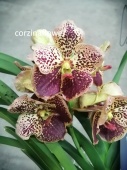 Ванда желто-бордовая подвесная орхидея О444 купить в Москве