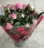Роза гранде розово-белая в горшке DZ762 купить в Москве