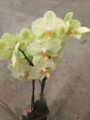 Фаленопсис зеленый орхидея О687 купить в Москве
