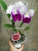 Орхидея Каттлея бело-розовая ароматная гибрид 79 О79 купить в Москве