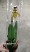 Пафиопедилум гибрид 227 орхидея O227 купить в Москве