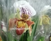Пафиопедилум гибрид 229 орхидея O229 купить в Москве