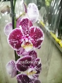 Фаленопсис Компилэйшн орхидея О405 купить в Москве