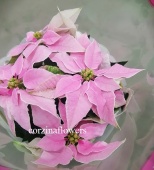 Пуансеттия нежно-розовая кактус KR1766 купить в Москве